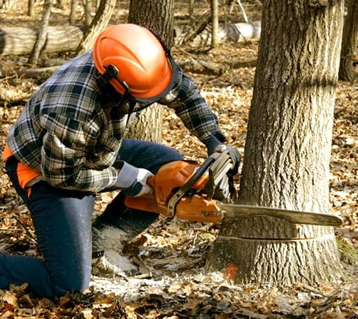 Tree Removal in Howes, SD